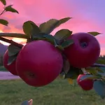 In The Orchard * Sandane