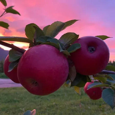 In The Orchard * Sandane