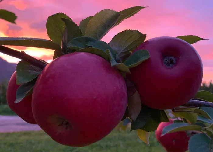 In The Orchard * Sandane